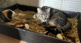 manuella pet sitter à MERIGNAC 33700_1