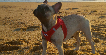 camille pet sitter à MULSANNE 72230_3