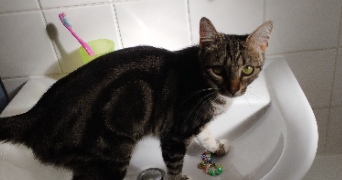 adeline pet sitter à CHARLEVILLE MEZIERES 08000_0