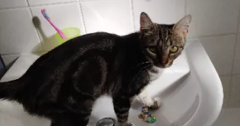 adeline pet sitter à CHARLEVILLE MEZIERES 08000