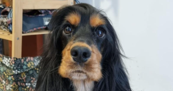 reynald pet sitter à BOURG LES VALENCE 26500_3