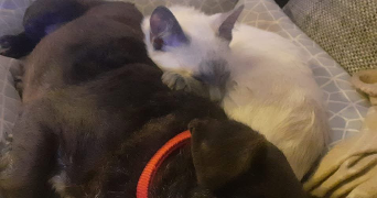 naomie pet sitter à LILLE 59260_6