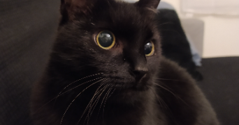lola pet sitter à MONTBELIARD 25200_11
