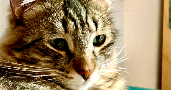 audrey pet sitter à CERGY 95800_3