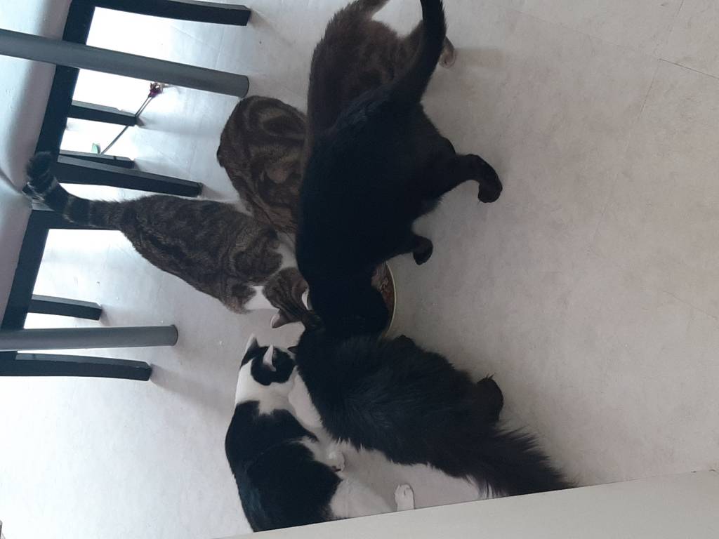 Sandra pet sitter à Saint-Cyr-l'École 78210_0