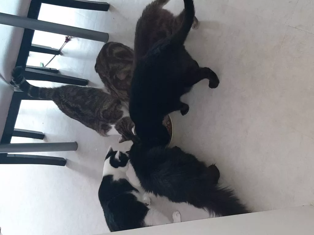 Sandra pet sitter à Saint-Cyr-l'École 78210