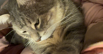lara pet sitter à ST CYR AU MONT D OR 69450_1