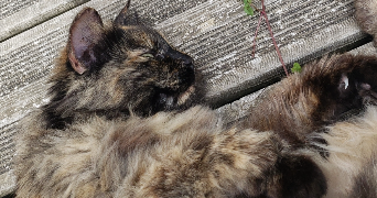 oriane pet sitter à ANGERS 49000_4