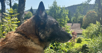 mélanie pet sitter à HERSERANGE 54440_0