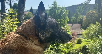 mélanie pet sitter à HERSERANGE 54440