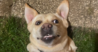 tom pet sitter à THEYS 38570_0