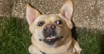 tom pet sitter à THEYS 38570