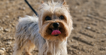 marlene pet sitter à AUNEAU BLEURY ST SYMPHORIEN 28700_99