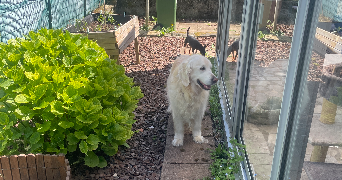 lise pet sitter à Auray 56400_6