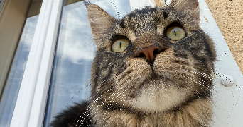 melanie cat sitter à BELLEVIGNY 85170_1