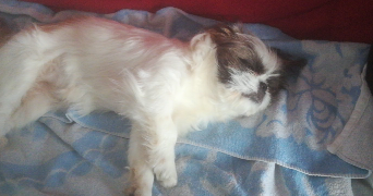 claire pet sitter à VITRY SUR SEINE 94400_4