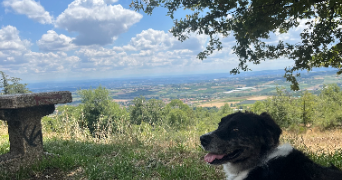 florian dog sitter à STE FOY LES LYON 69110_3