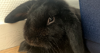 léna  pet sitter à ROUFFACH 68250_8