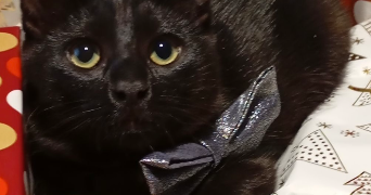 myriam  pet sitter à GIVORS 69700_3