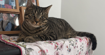 louisa pet sitter à BOULOGNE BILLANCOURT 92100_1