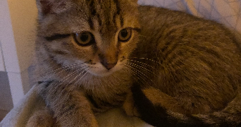 elodie pet sitter à VAISON LA ROMAINE 84110_7