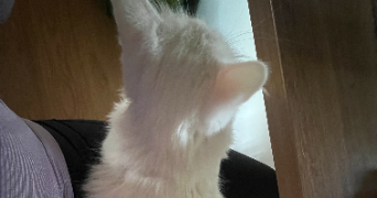 juliette pet sitter à STRASBOURG 67000_6
