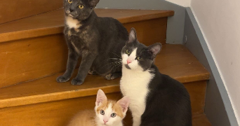 clara pet sitter à AMIENS 80000_1