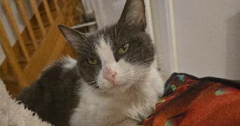 christelle pet sitter à CHAUCHE 85140_0