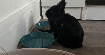 camille pet sitter à LILLE 59800_0