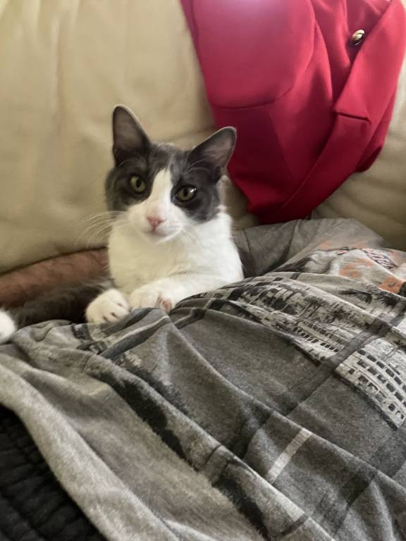 ayoub pet sitter à DRANCY 93700_1