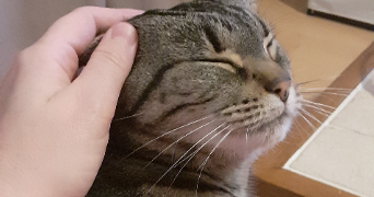 sophie pet sitter à TRAPPES 78190_7