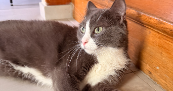 andréa pet sitter à PARIS 18 75018_5
