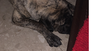 sarah pet sitter à MONTGEROULT 95650_4