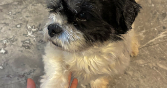 tiziana pet sitter à TALENCE 33400_4