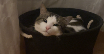 tymkow pet sitter à BEAUCHAMP 95250_1