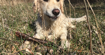 sarah pet sitter à Burnhaupt-le-haut 68520_3