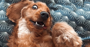 océane pet sitter à LA COUTURE 62136_4