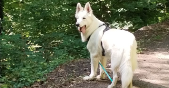 hélène pet sitter à LUDRES 54710_9