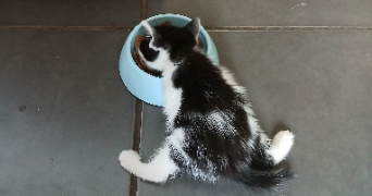 lisa pet sitter à Nevers 58000_2