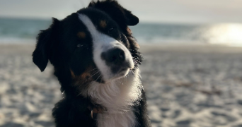 axel dog sitter à ST NOLFF 56250_1