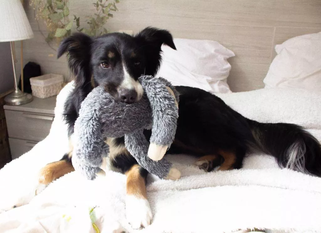 Coline pet sitter à Vallet 44330