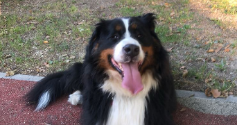 duygu pet sitter à REIMS 51100_6