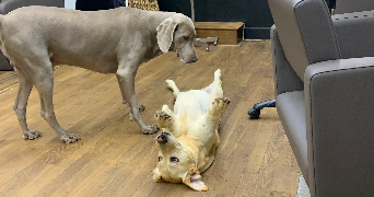 jade pet sitter à CLERMONT FERRAND 63000_1