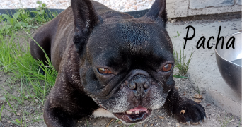 valérie pet sitter à Le Thor 84250_55