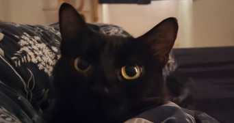 cameron pet sitter à TOULON 83000_2