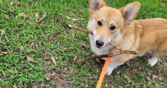 lilie pet sitter à STRASBOURG 67000_1