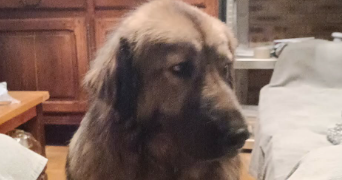 kaourantina pet sitter à LYON 04 69004_1