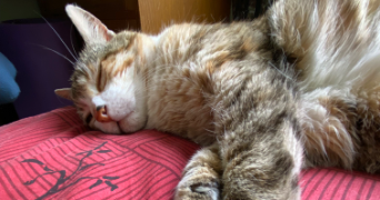 jany pet sitter à ROUEN 76000_4