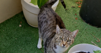 fina pet sitter à VILLENEUVE SUR LOT 47300_8