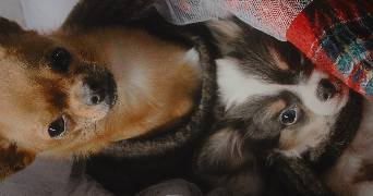 oceane pet sitter à SEVRIER 74320_18